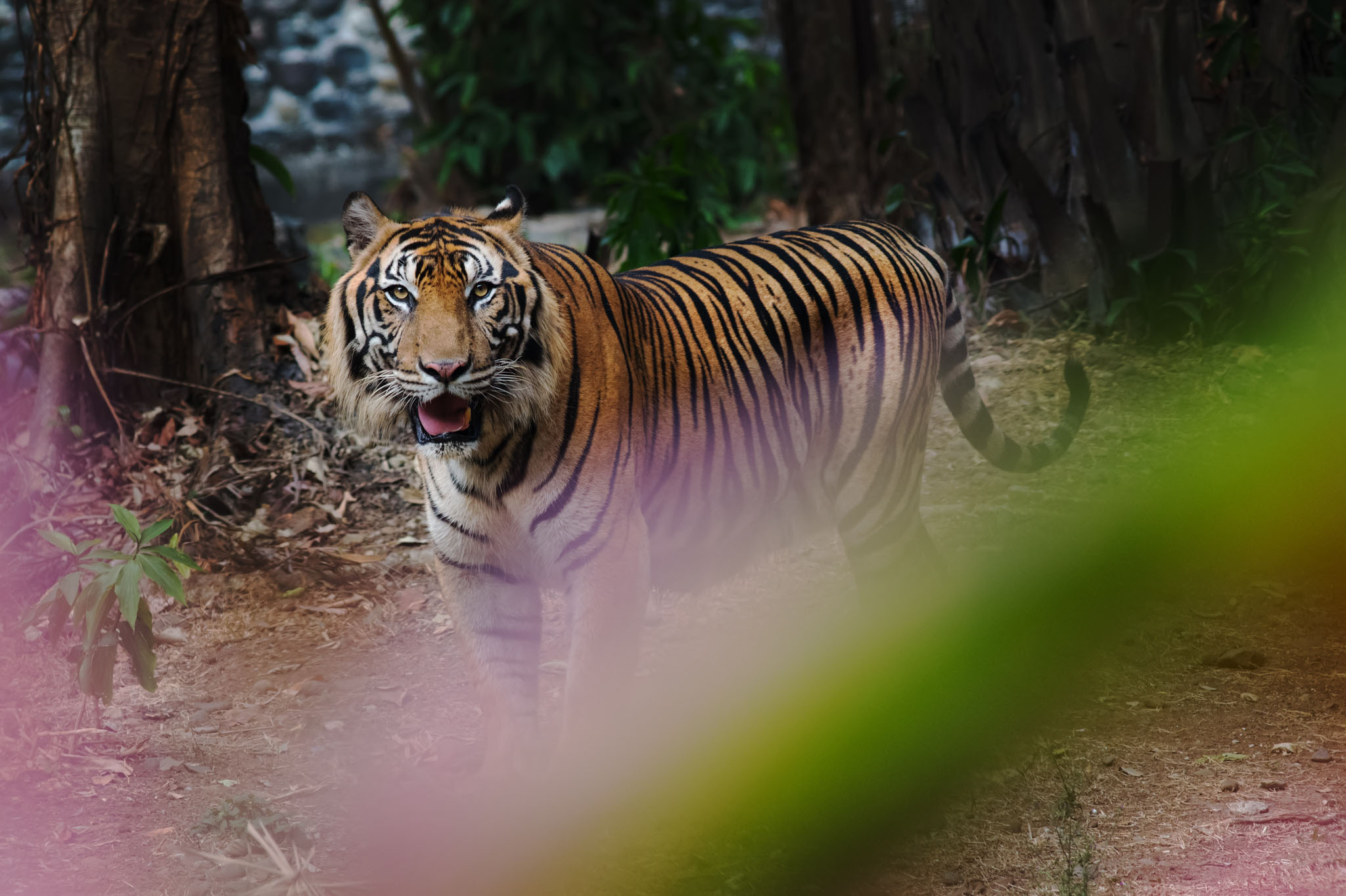 Sumatra