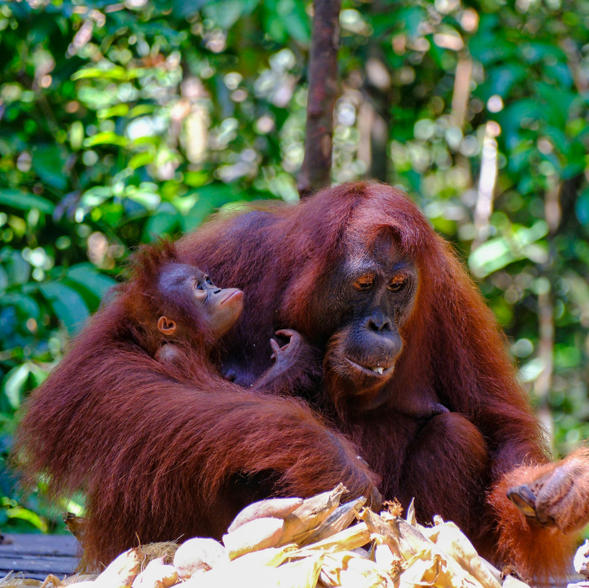 Borneo