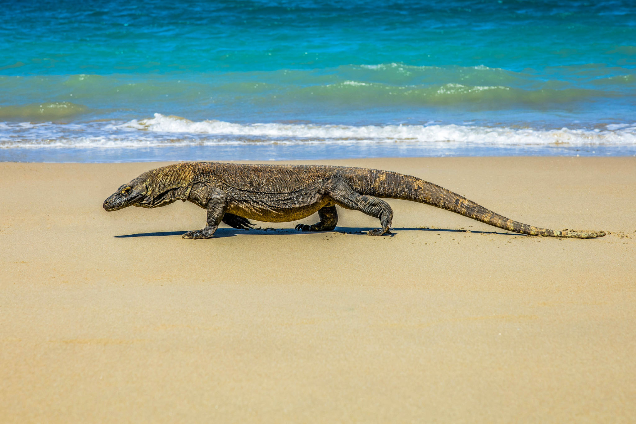 Flores & Komodo