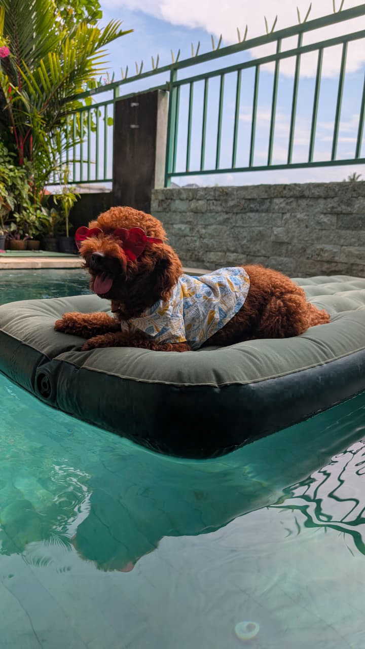 Budi The Toy Poodle
