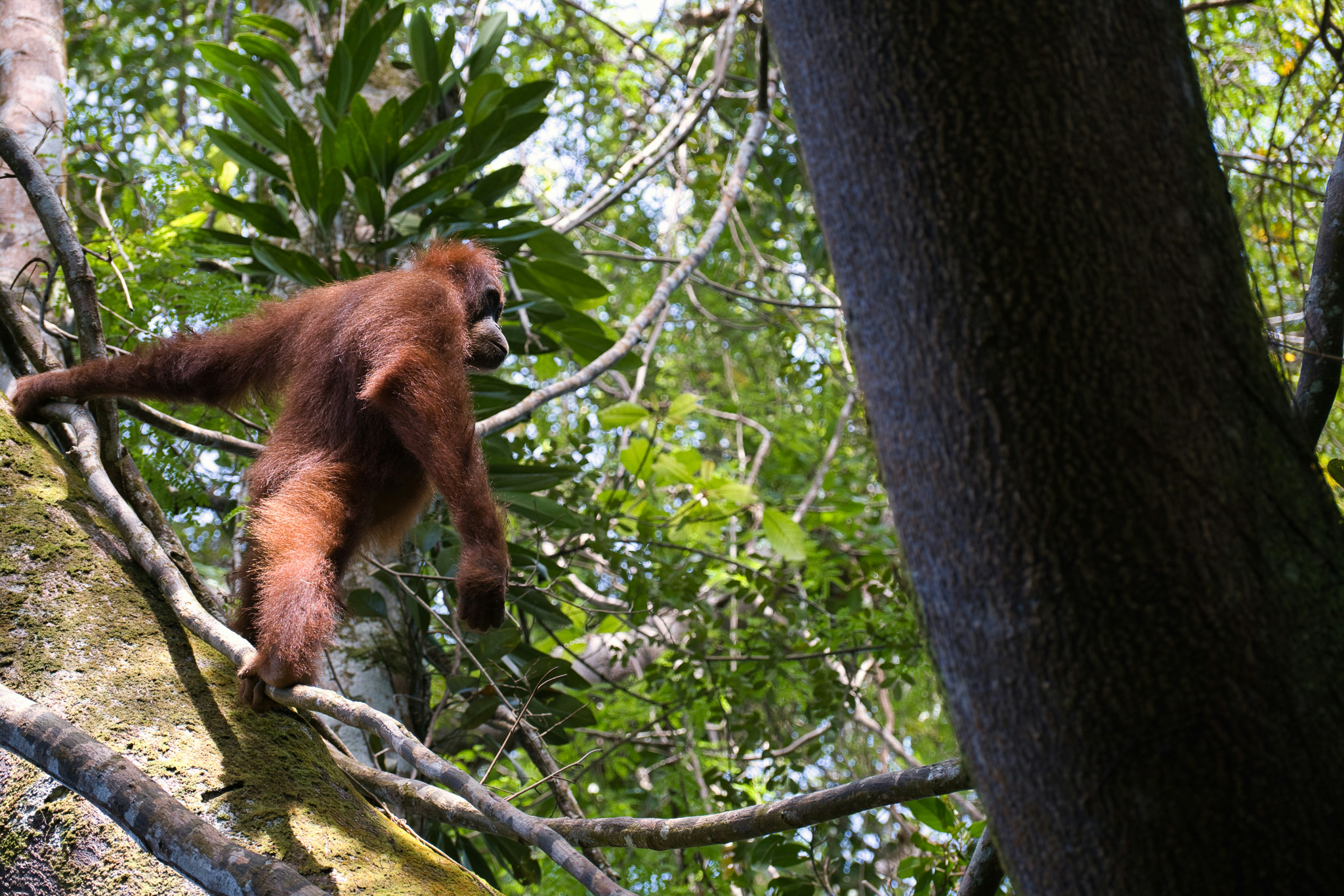 Gunung Leuser National Park